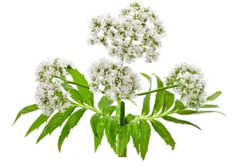 Cardiol enthält Valerian officinalis